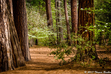 2026 Spring Yosemite Workshop May 3-7, 2026- Couple