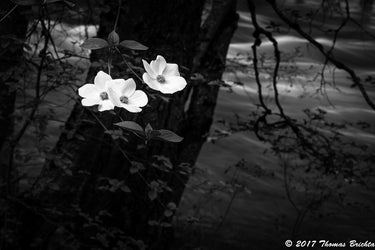 2026 Spring Yosemite Workshop May 3-7, 2026- Couple