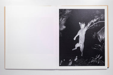 David Billet & Ian Kline - Rabbit / Hare