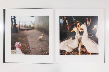 Alessandra Sanguinetti, On the Sixth Day