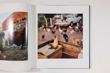 Alessandra Sanguinetti, On the Sixth Day