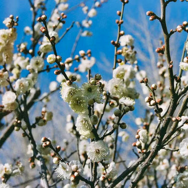 Candido 200 Color Negative Film - 35mm