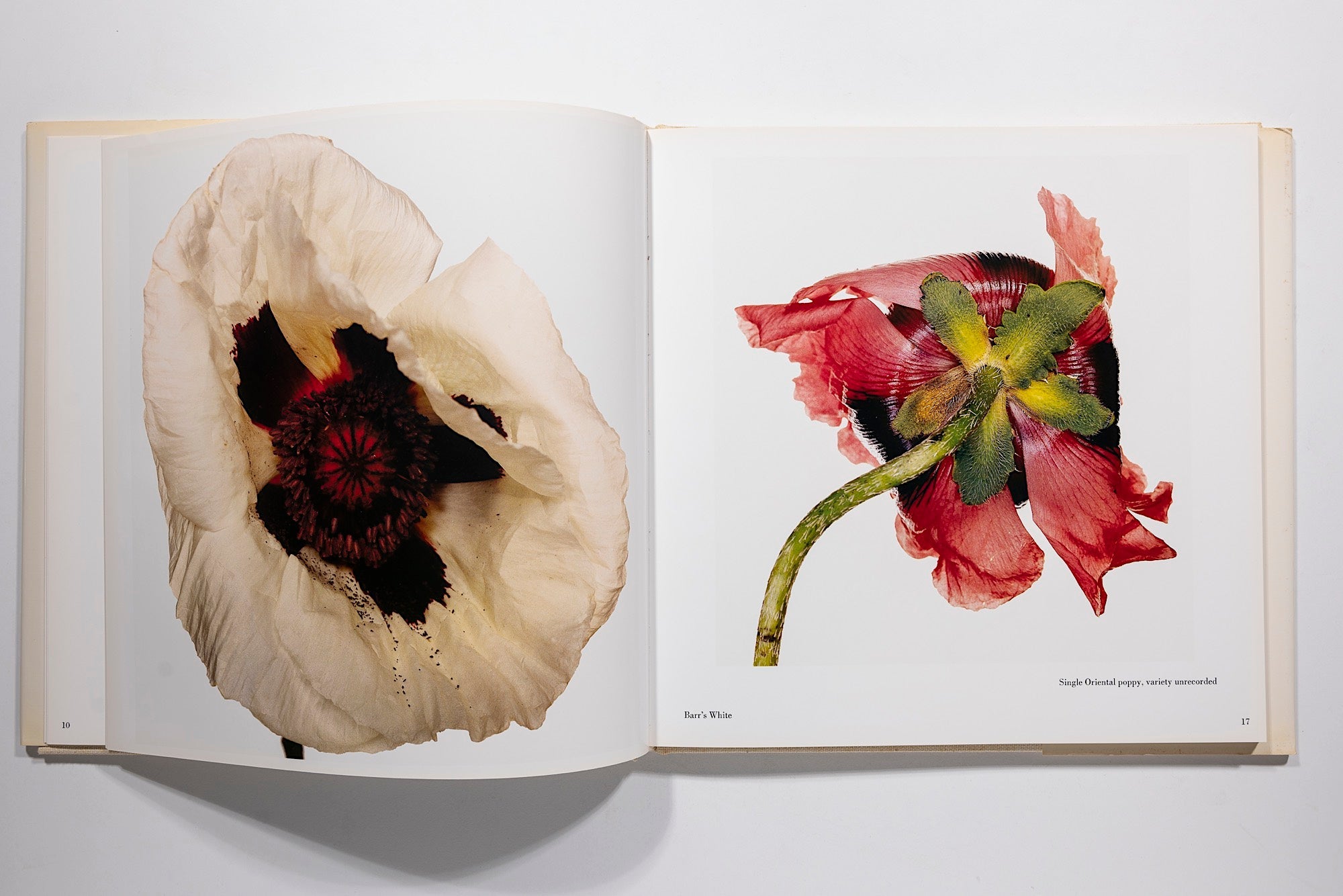 Irving Penn - Flowers – Camera West