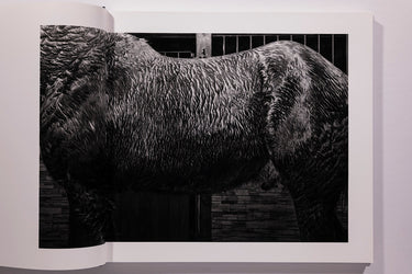 Alessandra Sanguinetti - Some Say Ice